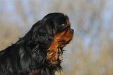 CAVALIER KING CHARLES 386